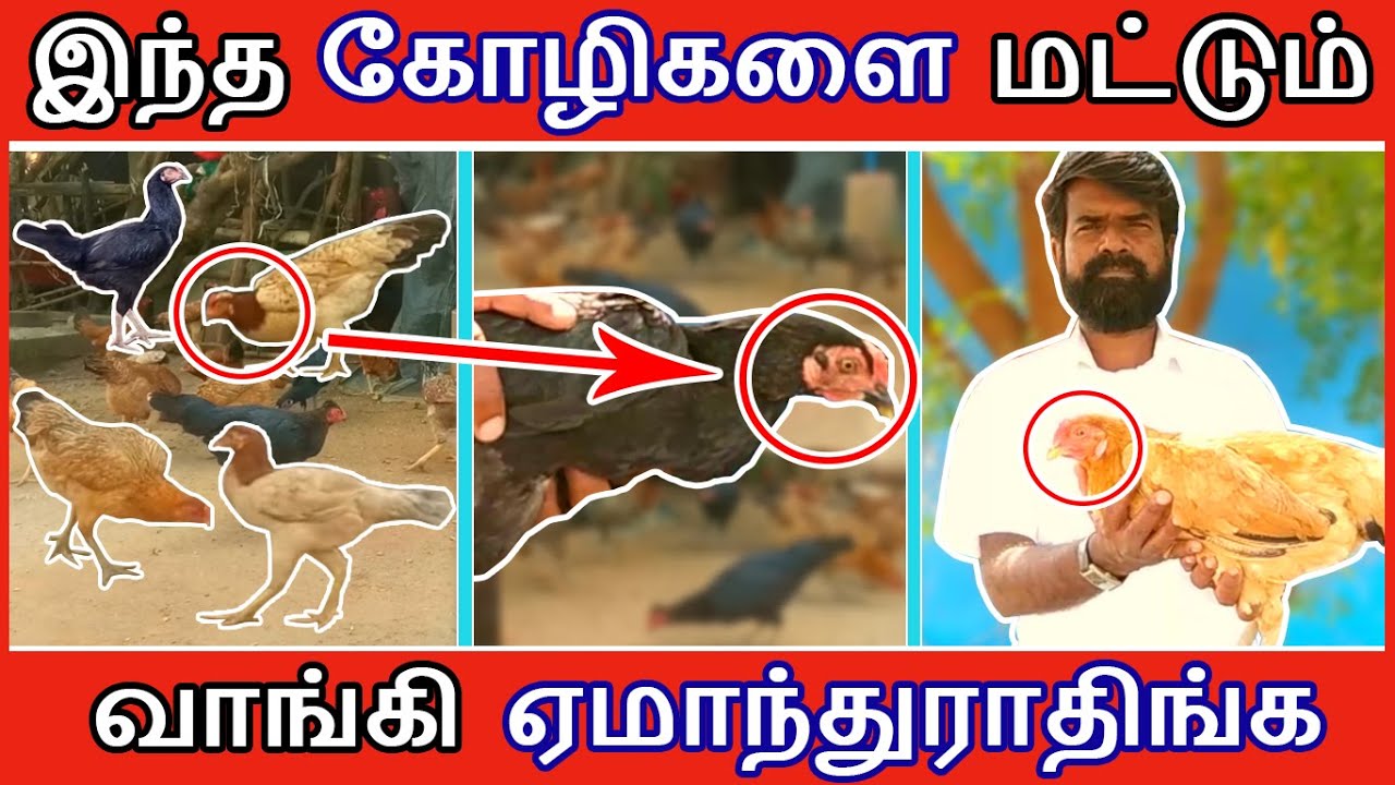 இந்த கோழிகளை மட்டும் வாங்கி ஏமாந்துராதிங்க | TAMIL | GUNA NATTUKOZHI PANNAI