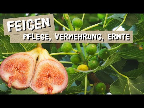 Video: Wann fruchten Guavenbäume - Wie lange, bis Guavenbäume Früchte produzieren