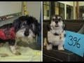 Richmond SPCA's Lifesaving Success by the Numbers Richmond SPCA's Lifesaving Success by the Numbers