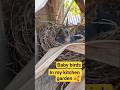 #babybirds #nest #babybirdvideo #creativeideas #birdsnest
