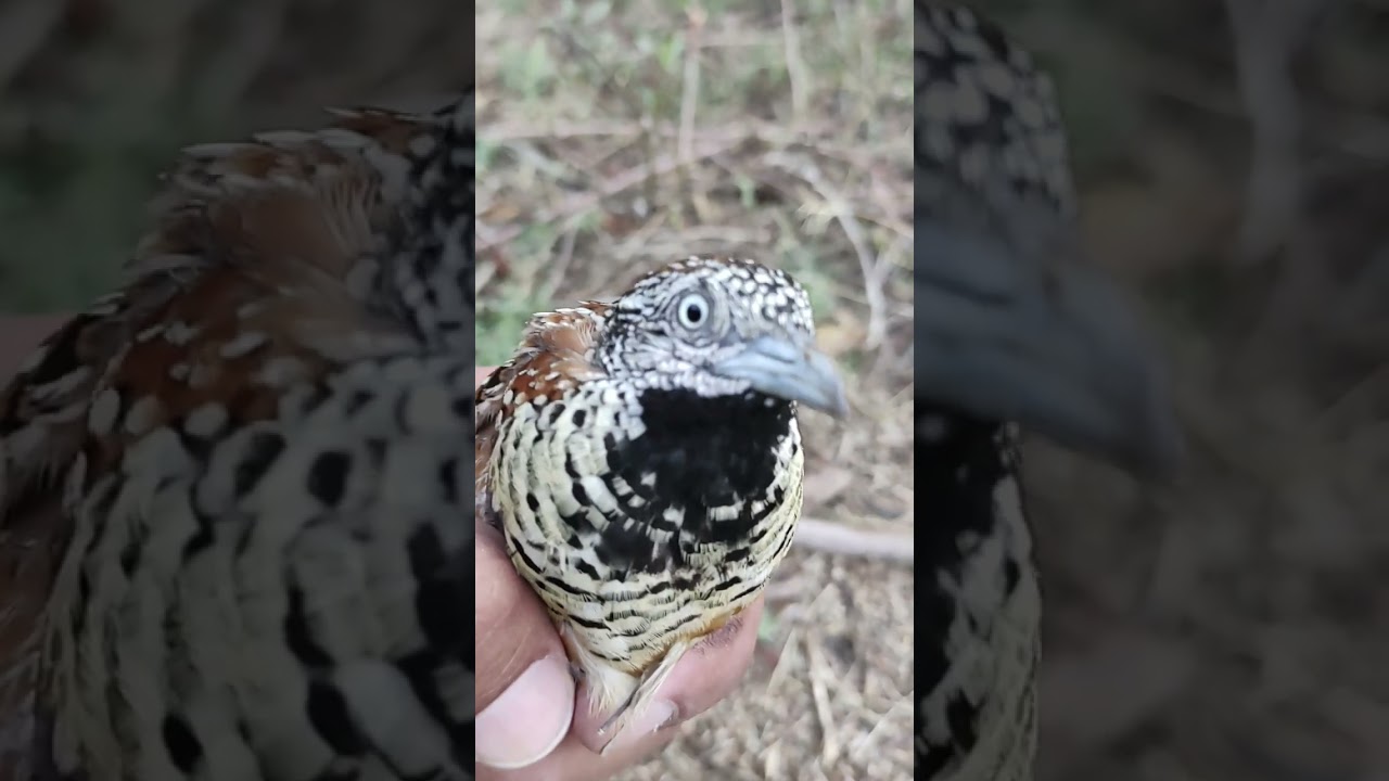 "Plumage: Exploring the Beauty and Function of Bird Feathers"