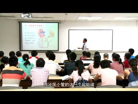 中南大学：人体解剖学 第4讲 肾
