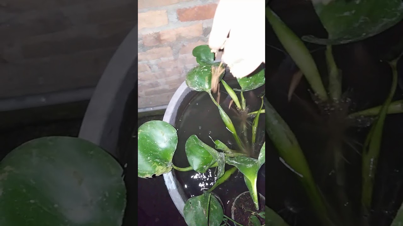Rahasia ikan lele tidak mati,di media ember 