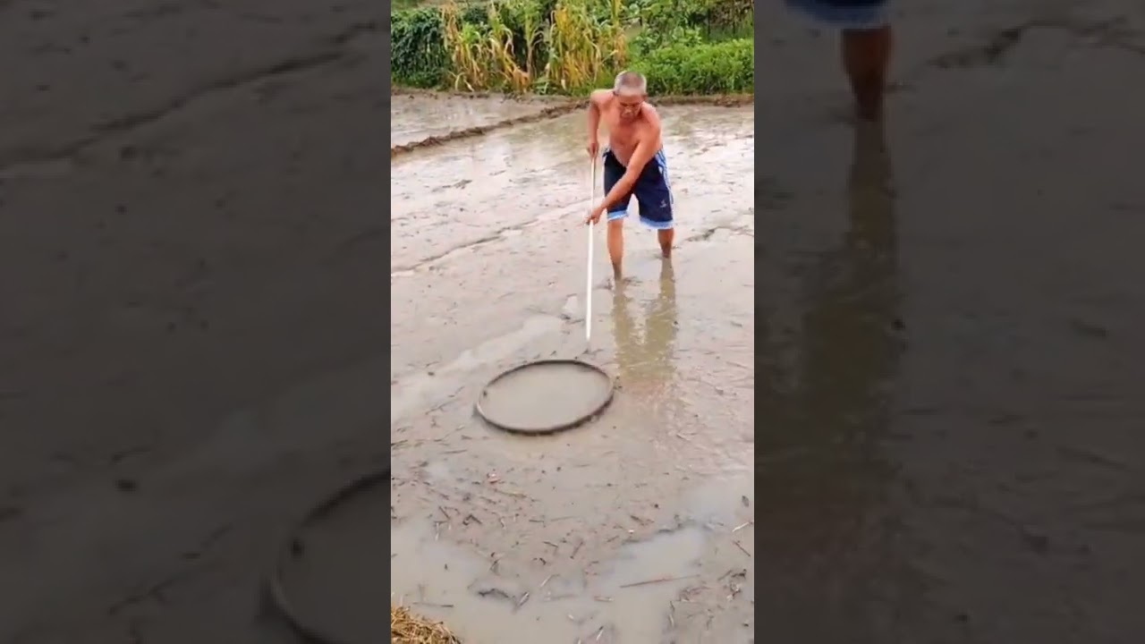 Watch Smart Farmer Flatten The Rice Seedling Field Before Sowing 😎 #satisfying #short on YouTube Watch Smart Farmer Flatten The Rice Seedling Field Before Sowing 😎 #satisfying #short on YouTube