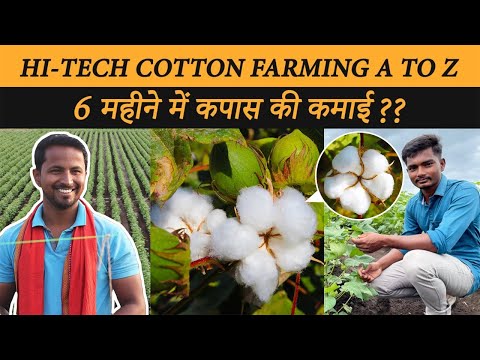 White Gold कहे जाने वाले कपास की सच्चाई 🌾Cotton Farming Profit Per Acre by Indian Farmer