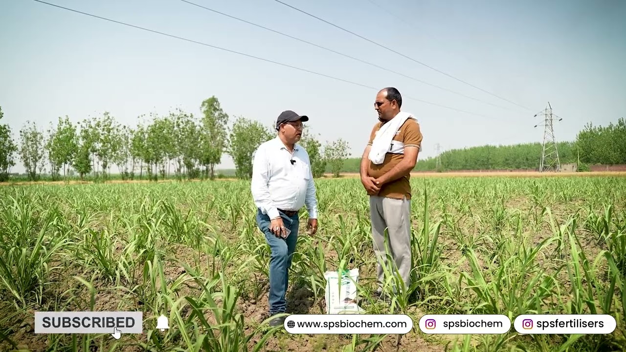 Why Farmers Trust SPS Organic Fertiliser for Growth & Harvests | SPS Fertilisers