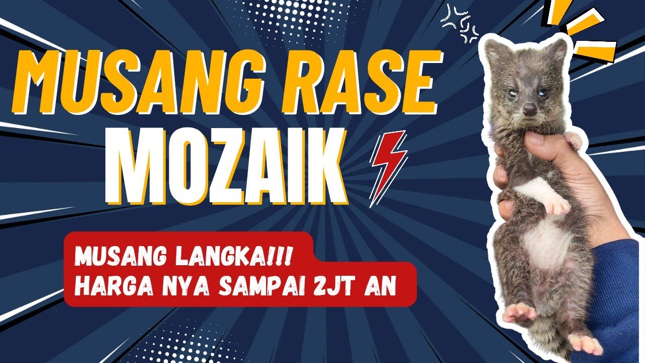 musang rase mozaik LANGKA!! harga nya sampai 2 juta - YouTube