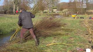 Enthousiaste Vrijwilligers Knotten Knotwilgen