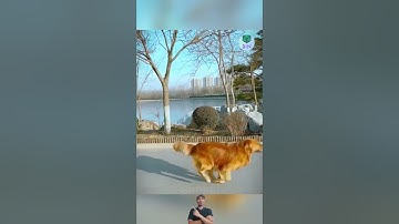 Chú chó dũng cảm chặn xe cứu người#thế giới động vật#shorts