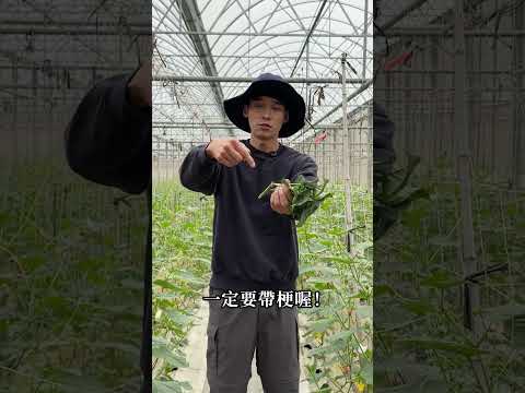 地瓜可以種出地瓜葉嗎？