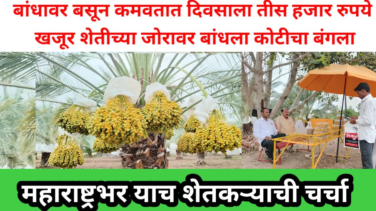 शेताच्या बांधावर बसून दिवसाला 30 हजार ₹ कमवातात | खजूर शेती | खजूर लागवड माहिती | खजूर रोपे विक्री