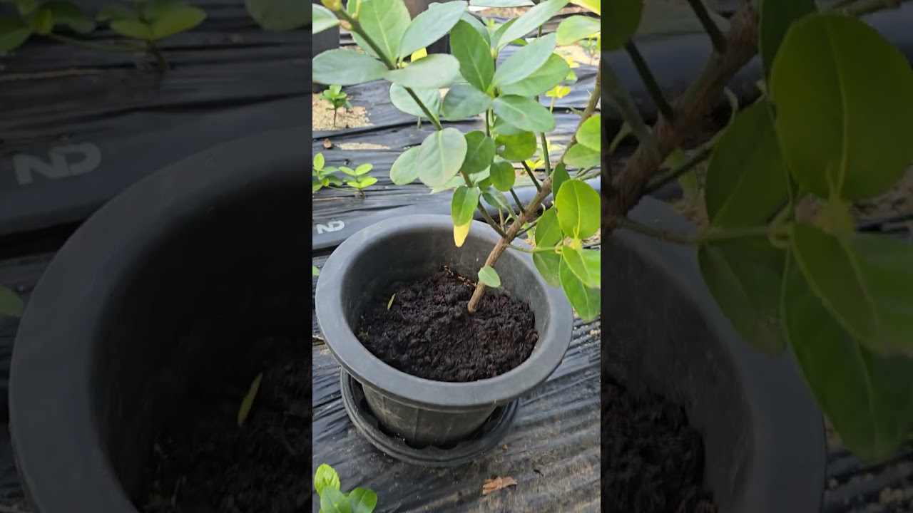 완전초짜농부 구독 주말농장 황금사철근황 그리고 씨앗이불리우니 잘 심어봐야겠다 