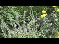 Getting your summer garden prepped for drought conditions