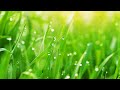 summer rain, relaxing music, #shorts