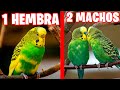 2 MACHOS DE PERIQUITO COPULAN CON LA MISMA HEMBRA