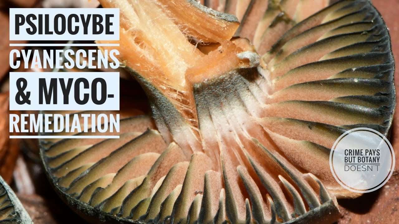 Little Brown Mushrooms & Public Myco-Remediation