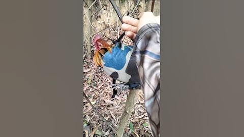 Gà Rừng Rặc Tơ Tai Đỏ Đẹp #shorts