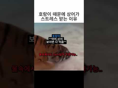 정글의 왕 호랑이가 바다까지 접수하러 왔습니다! 🐯🌊 thumbnail
