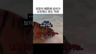 맹수포착 대표 영상 썸네일