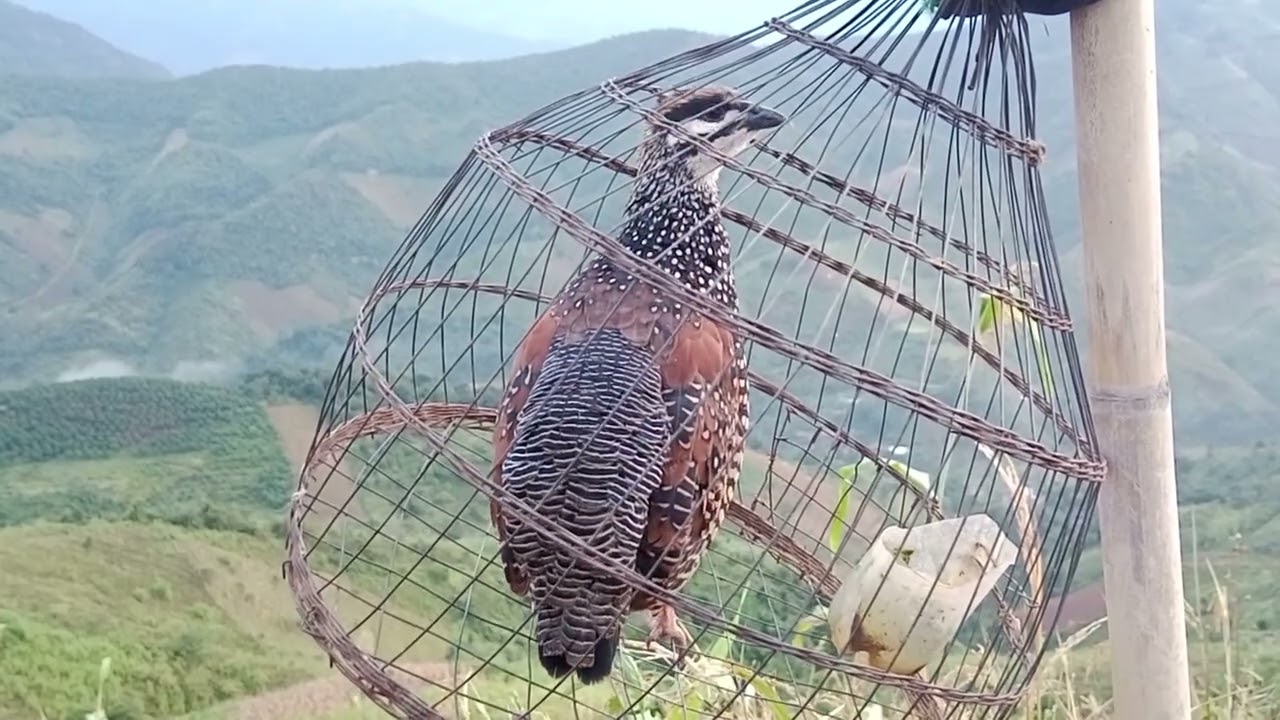 Đa đa đi săn buổi sáng sớm mùa chim non EP23.Ngay22/10/2025// dib noog sawv ntxov // #cheoluahotdau