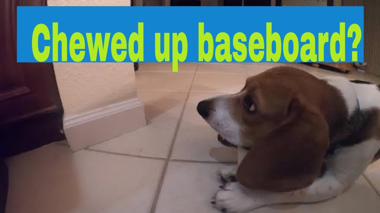 How To Repair Wood Trim Chewed By Dog How to Fix a Baseboard That A Puppy Chewed Up --- Fast and Cheap!! - YouTube