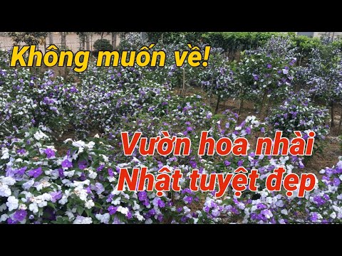 Video: Chubushnik (94 ảnh): Mô Tả Về Vườn Hoa Nhài. Tại Sao Cây Bụi Không Nở? Trồng Chubushnik Virginsky Và Các Giống Khác Cho Siberia Và Những Nơi Khác