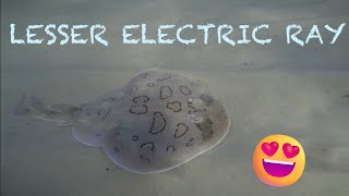 4K Ocean exploration- LESSER ELECTRIC RAY #nature #4k #wow