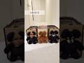 3ワンでクマバッグ入ってみた🐻👜😂 #dog