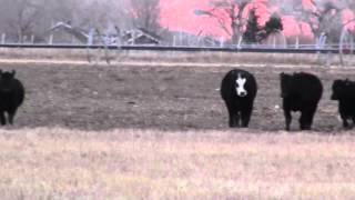 Nitro Outrun & Gather