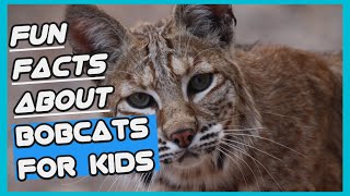 Fun Facts About Bobcats For Kids