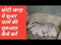 सुअर का व्यापार कैसे शुरू करें| How to Start Pig Business