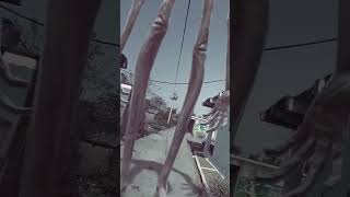 Wolf Howling Sound In Village |#wildlife#nature#forest#wolfsong#viralshorts #wolfsounds#shorts