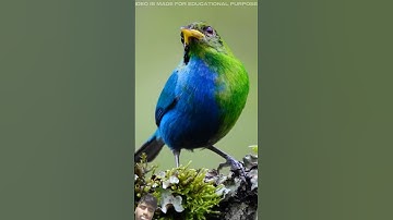 This bird is different #facts #shorts #birds