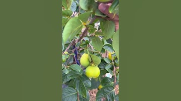 khoảng cách trồng hồng giòn để cho cây nhiều trái - 0877.424.795  #farmsangtao #honggion #caygiong