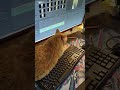 Orange Cat Takes Over Keyboard
