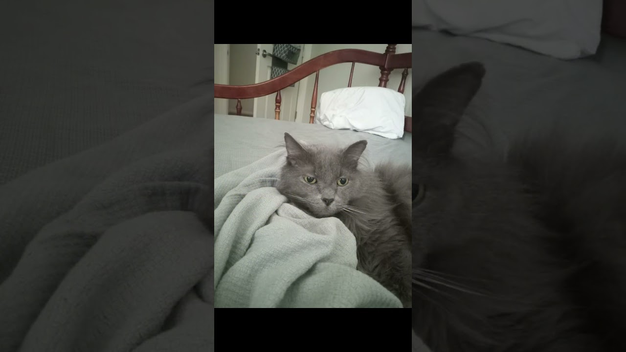 Mr. Moses, the bravest cat to ever live