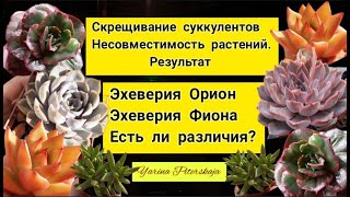 видео: Эхеверия Орион и Фиона. Есть ли различия? Скрещивание суккулентов. Несовместимость видов. Результат. картинка: Эхеверия Орион и Фиона. Есть ли различия? Скрещивание суккулентов. Несовместимость видов. Результат.