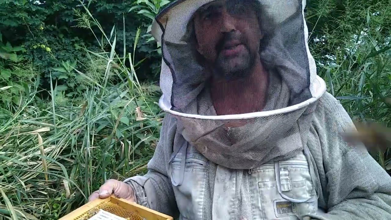 Encagement Scalvini en vue d'un dégouttement d'acide oxalique