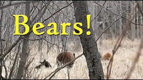 Blocked by Bison and Bumping into Bears (An Exciting Hike on Tawayik Lake Trail, Elk Island N.P.)