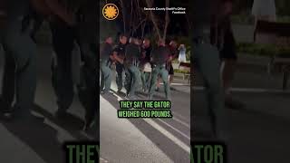 Florida police officers wrangle 14-foot alligator into truck #shorts