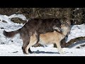 Wild Wolf Mating Video || Making Love ❤ || #wolf #wolfgang #wildwolf #matingseason mating