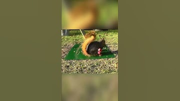 Chipmunk Vs. Squirrel!