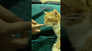 Cat life 101 #cat #cats #shorts #cute #catshorts #catvideos