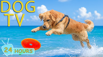 DOG TV: Best Videos Entertain for Dogs to Watch While You’re Away Home - Relax All Day Music for Dog