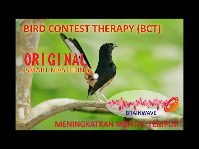 Smart Mastering - Bird Contest Therapy (Meningkatkan Mental Tempur) class=