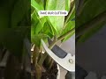 How water propagate ZZ. #zzplant #zzplants #stempropagation #zamioculcas #zamioculcaszamiifia