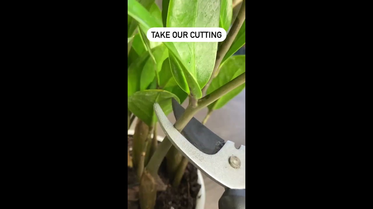 How Water Propagate ZZ Zzplant Zzplants Stempropagation Zamioculcas Zamioculcaszamiifia
