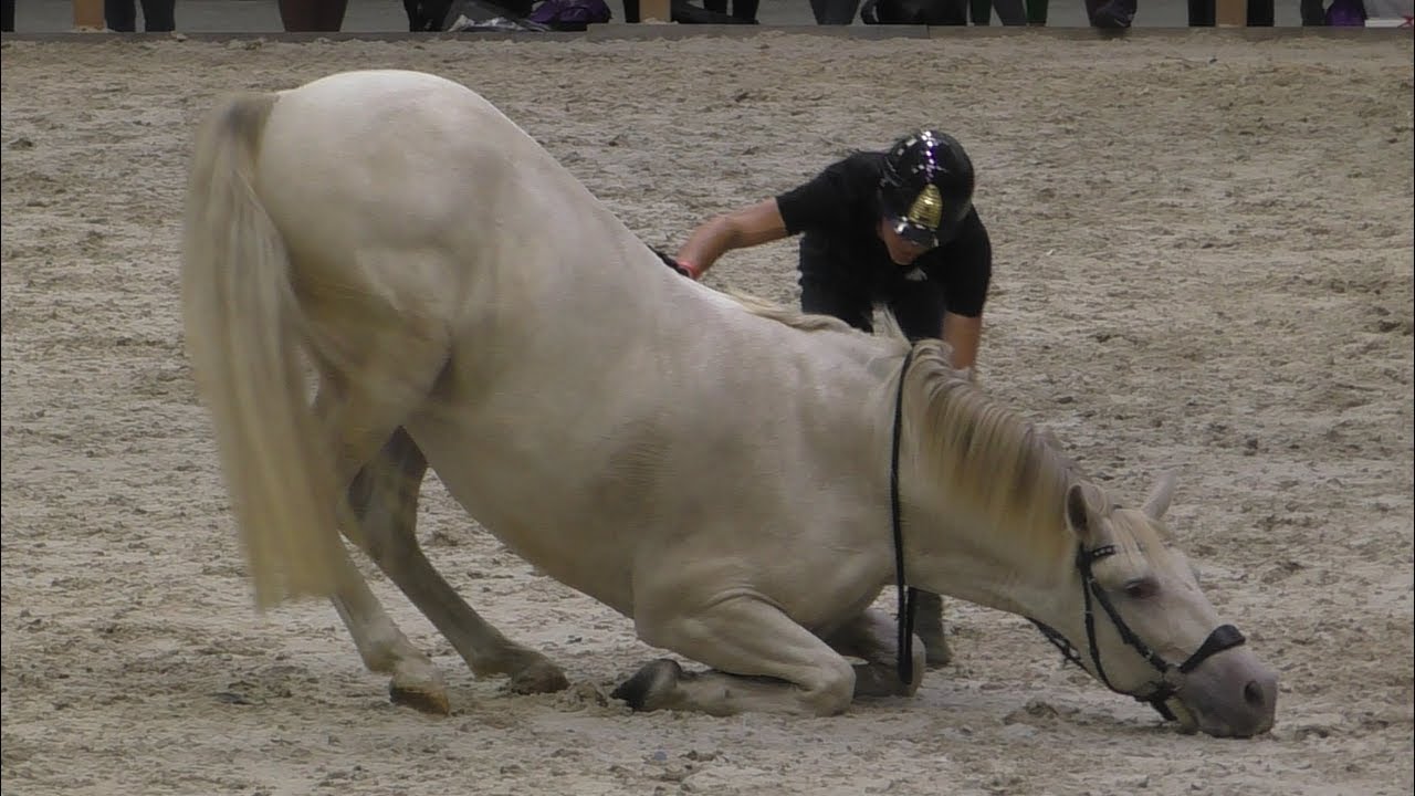 Jesse Drent & Eva Roemaat Horse Event - Youtube