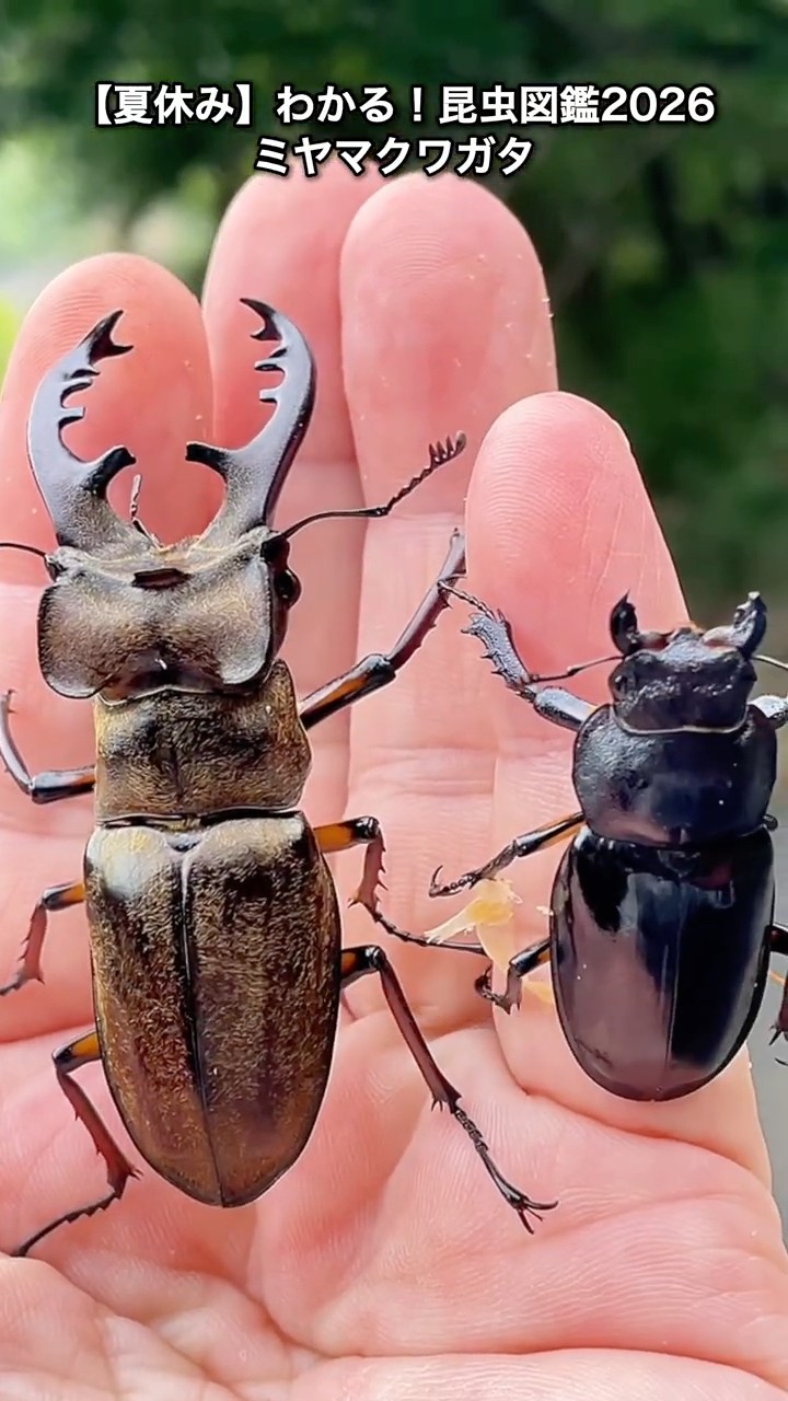 Summer Vacation】 Bug Encyclopedia 2026: The Beauty and Might of