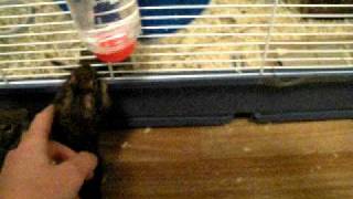 Degu introductions pt.1